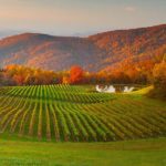 Main-Vineyard-Peak-shot-1500x550